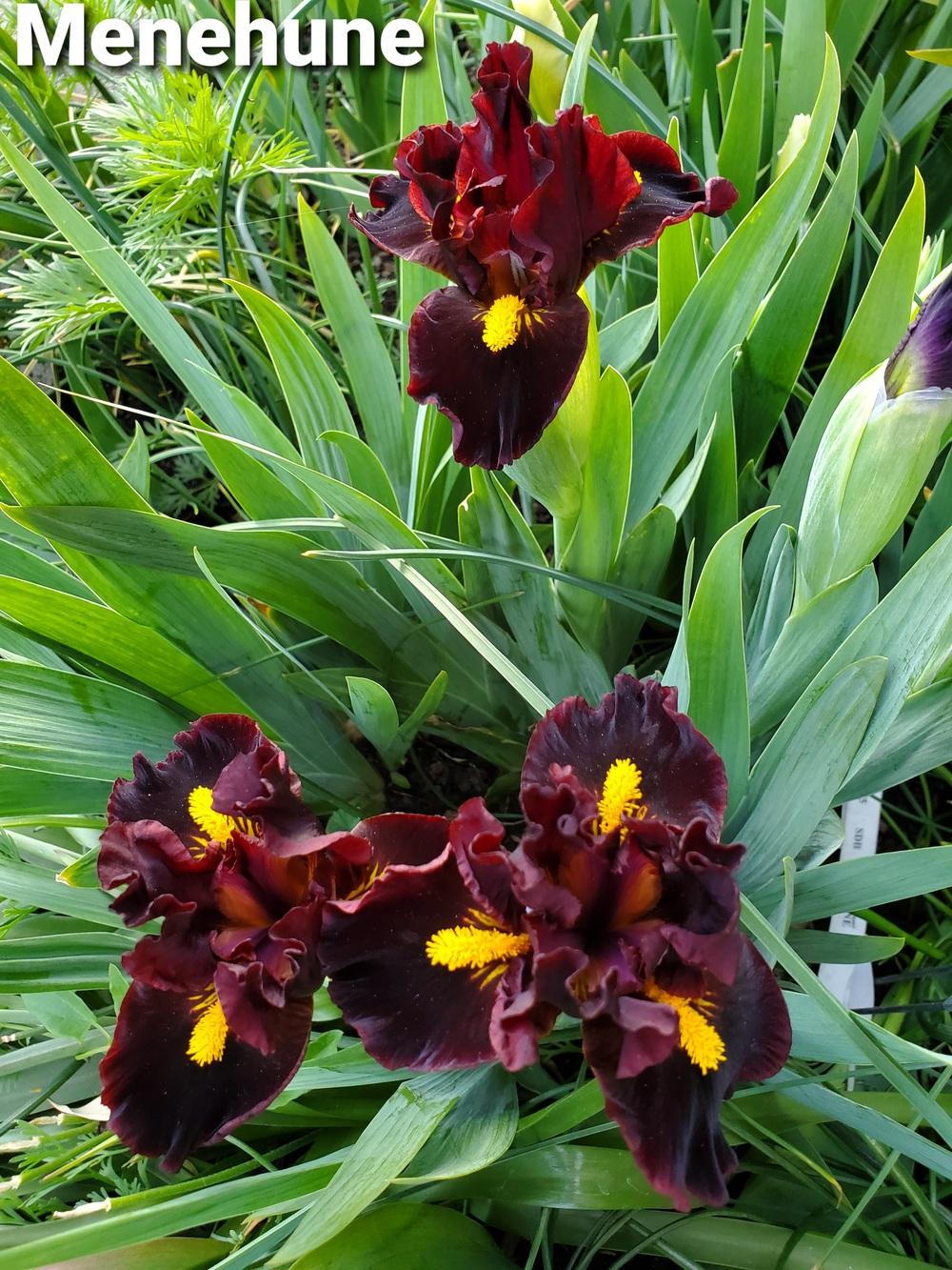 Photo of Standard Dwarf Bearded Iris (Iris 'Menehune') uploaded by Irislady