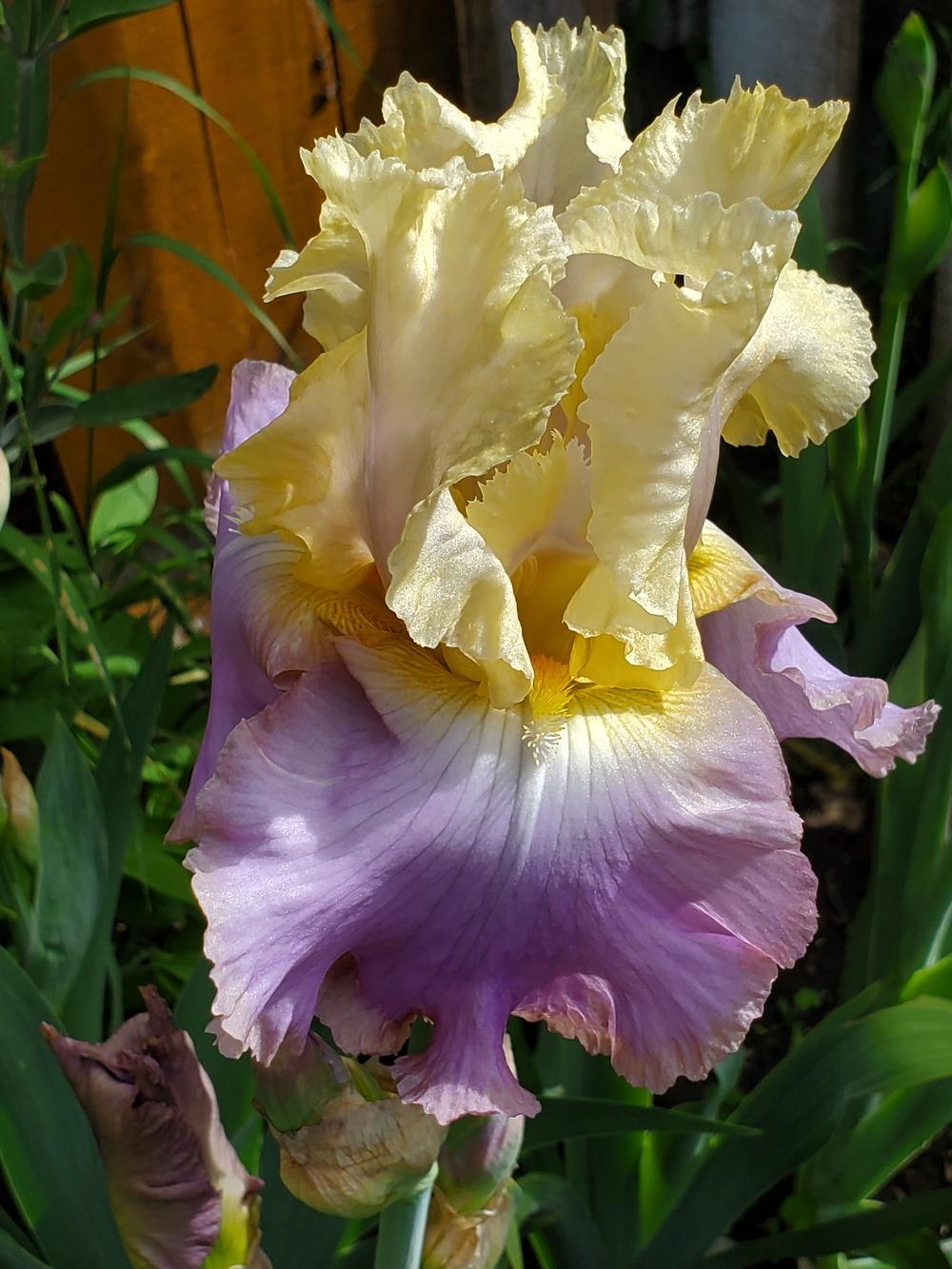 Photo of Tall Bearded Iris (Iris 'Lullaby of Spring') uploaded by Irislady