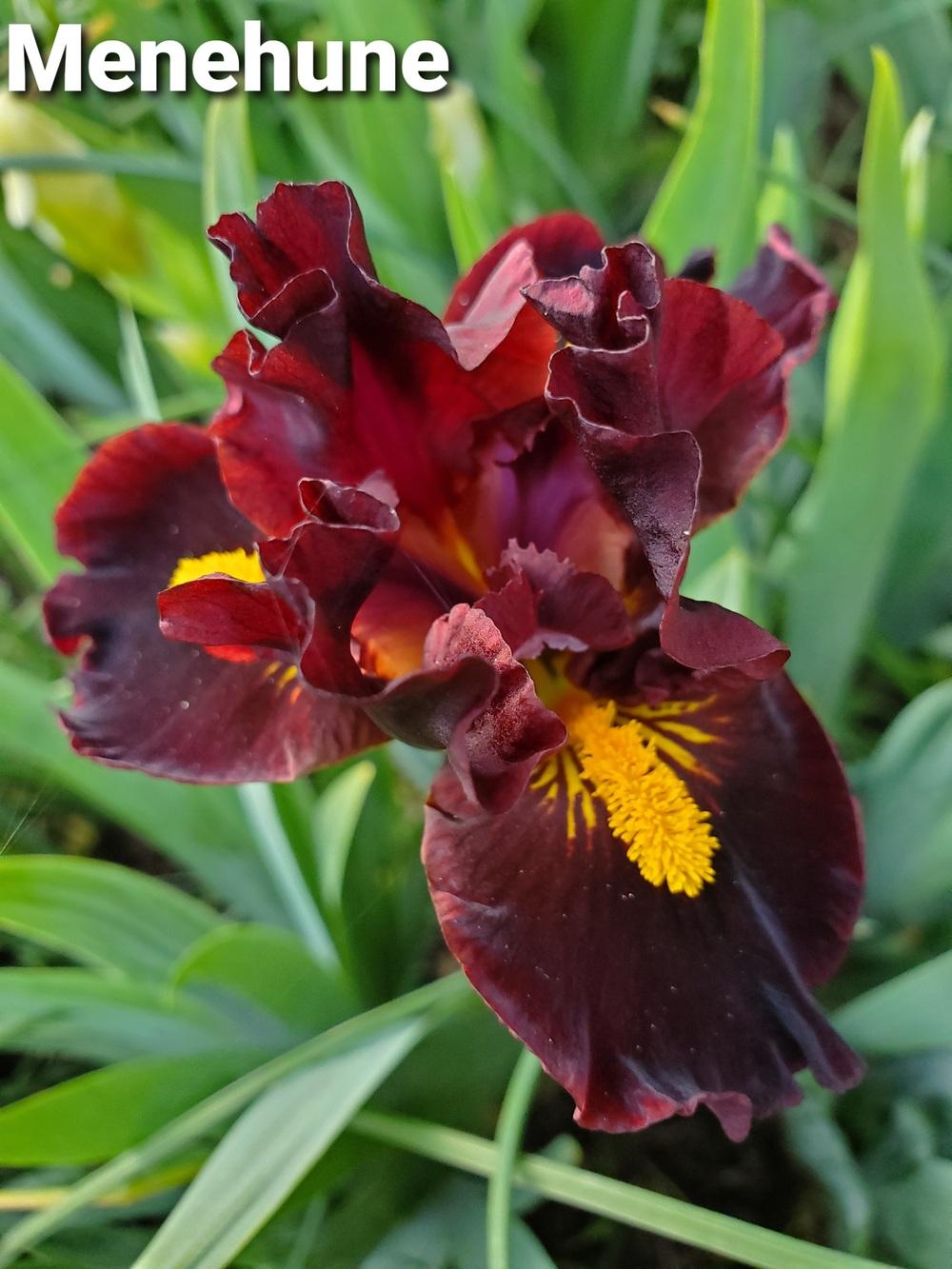 Photo of Standard Dwarf Bearded Iris (Iris 'Menehune') uploaded by Irislady