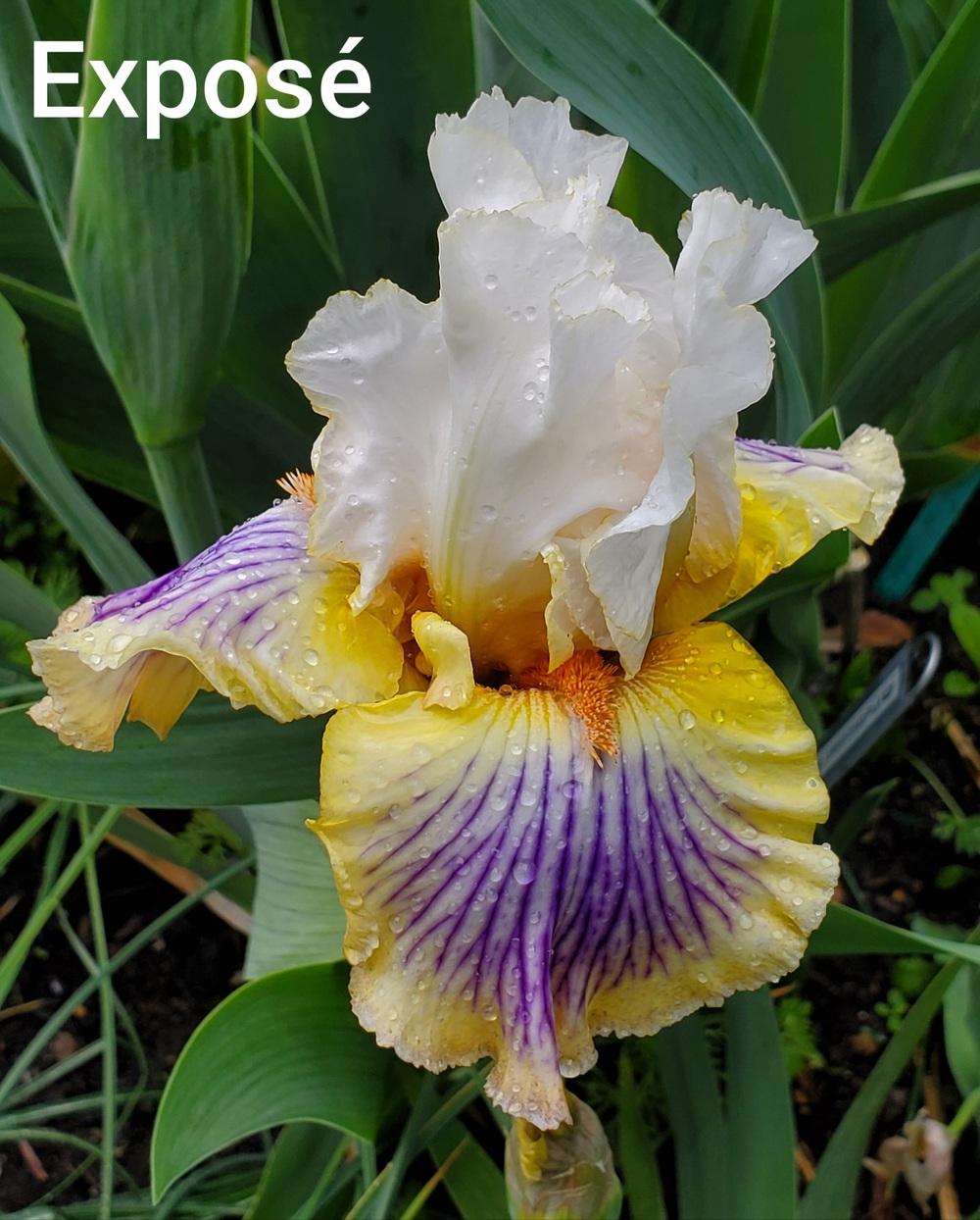 Photo of Tall Bearded Iris (Iris 'Exposé') uploaded by Irislady