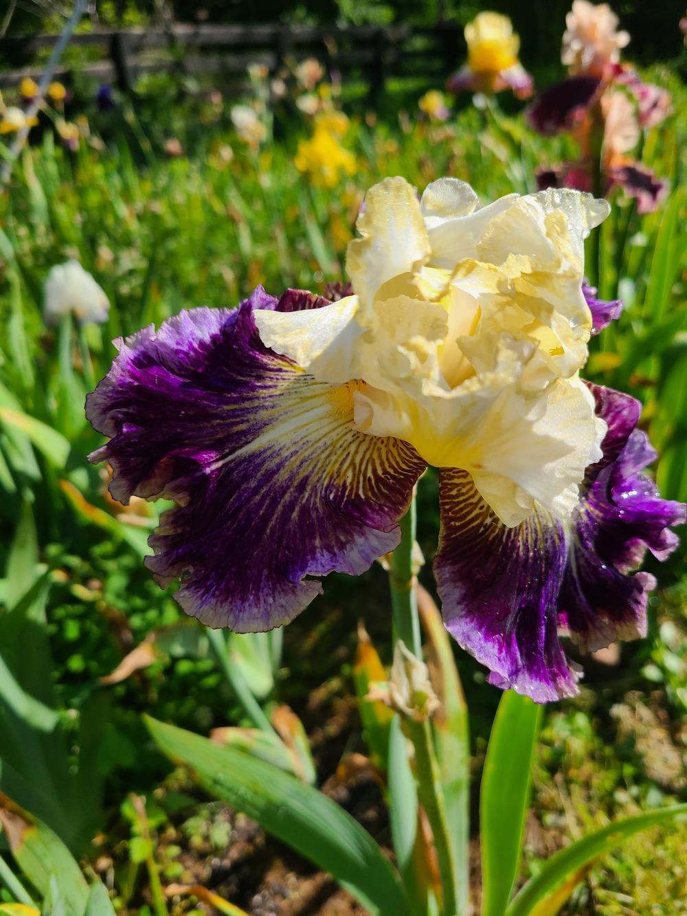 Photo of Tall Bearded Iris (Iris 'Cold Fusion') uploaded by KyDeltaD
