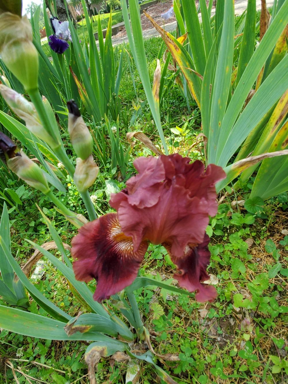 Photo of Tall Bearded Iris (Iris 'Play with Fire') uploaded by KyDeltaD