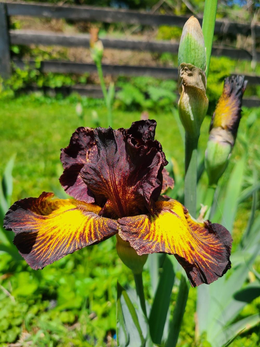 Photo of Tall Bearded Iris (Iris 'Tuscan Summer') uploaded by KyDeltaD