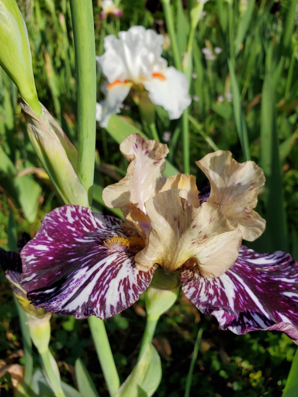 Photo of Tall Bearded Iris (Iris 'Gnus Flash') uploaded by KyDeltaD