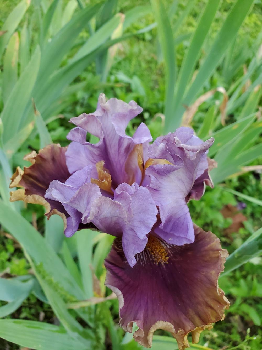 Photo of Tall Bearded Iris (Iris 'Rum is the Reason') uploaded by KyDeltaD