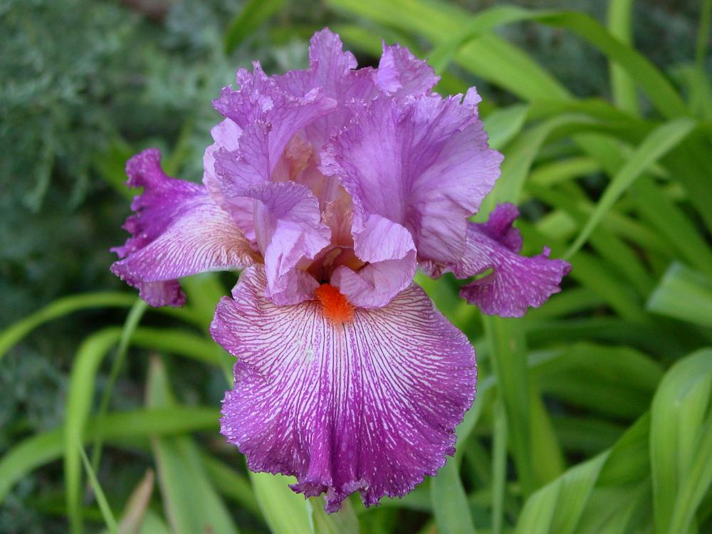 Photo of Tall Bearded Iris (Iris 'Anything Goes') uploaded by MaryDurtschi