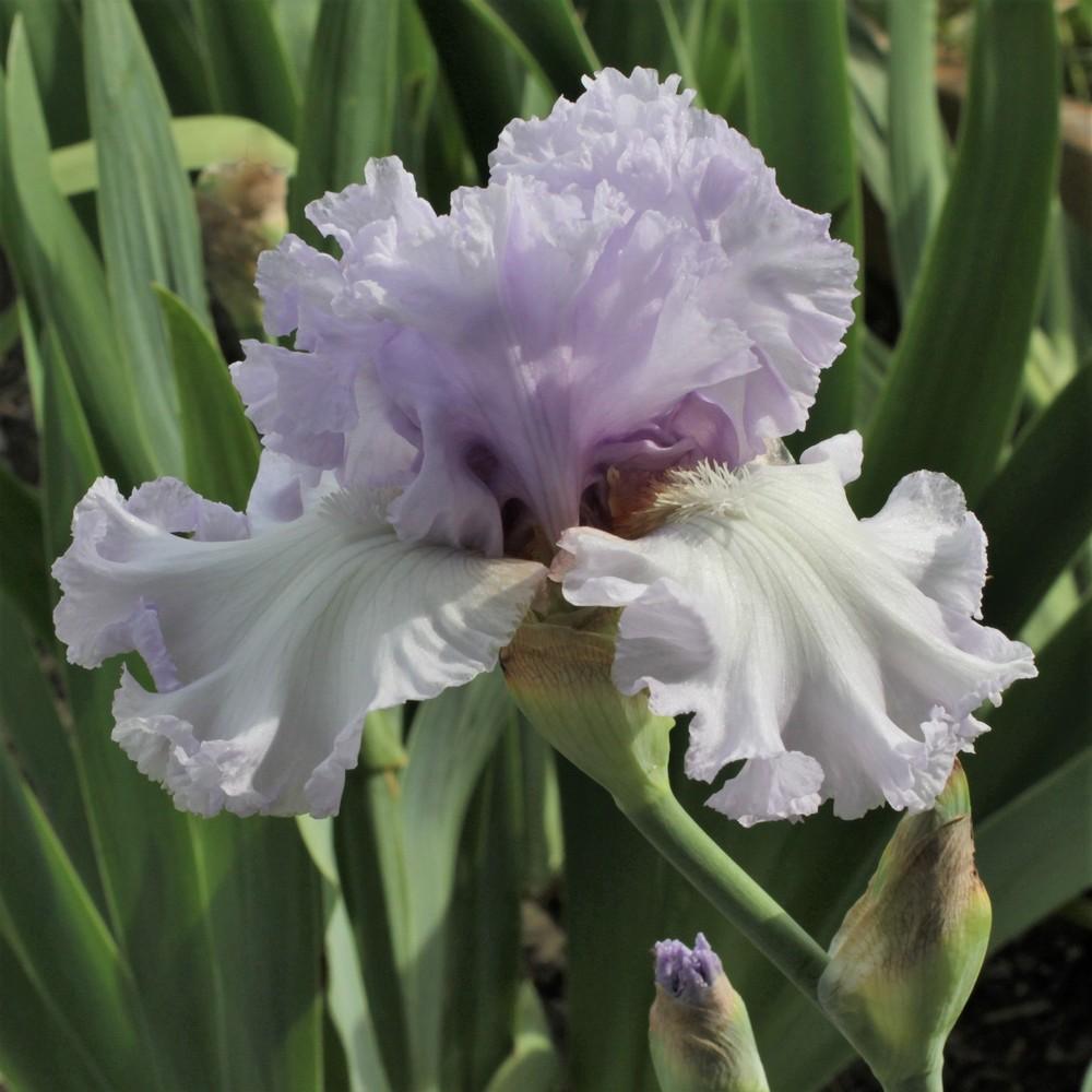 Photo of Tall Bearded Iris (Iris 'Royal Sterling') uploaded by cinvasko