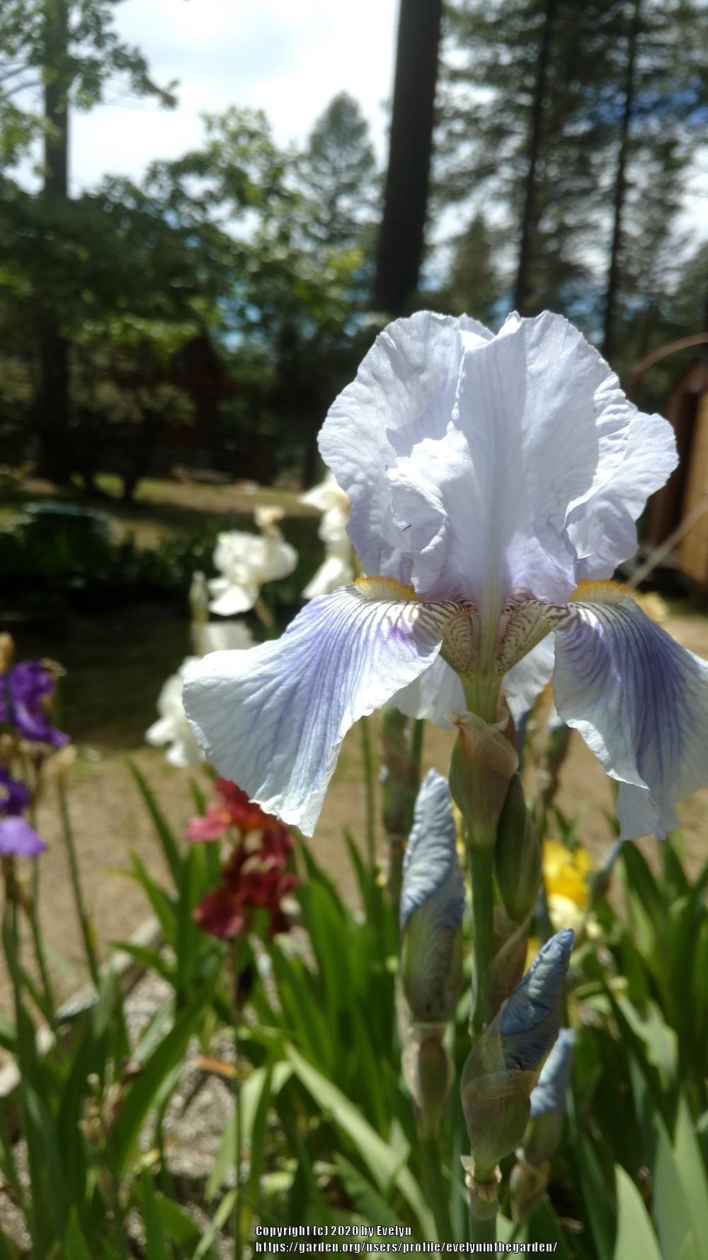 Photo of Tall Bearded Iris (Iris 'Striped Butterfly') uploaded by evelyninthegarden