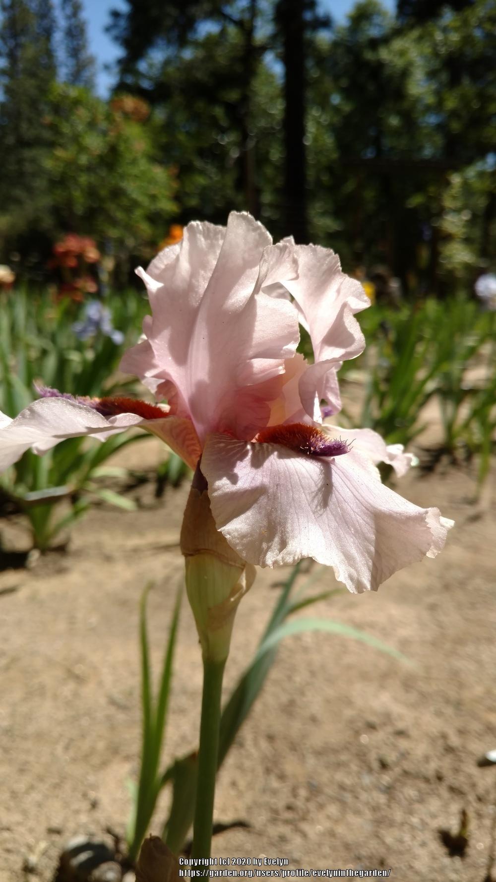Photo of Tall Bearded Iris (Iris 'Awesome Alex') uploaded by evelyninthegarden