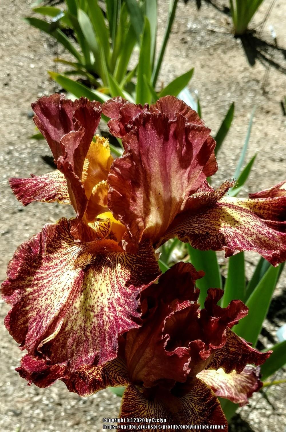 Photo of Tall Bearded Iris (Iris 'Gladiatrix') uploaded by evelyninthegarden