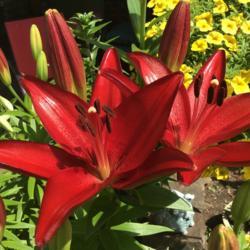 Location: Gardenfish garden
Date: May 24 2020
Love this lily!