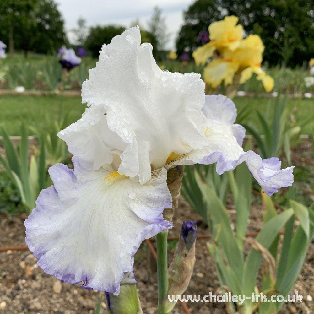 Photo of Tall Bearded Iris (Iris 'Victoria Circle') uploaded by jeffa