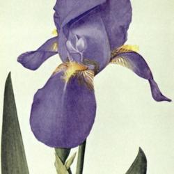 
Date: c. 1935
illustration from the 1935 Bulletin of the American Iris Society