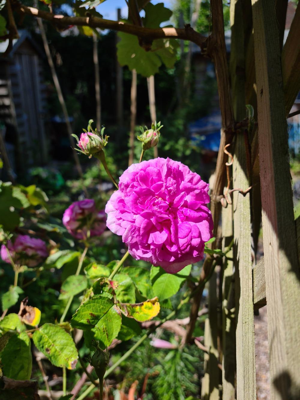 Photo of Rose (Rosa 'De la Grifferaie') uploaded by whiskerp