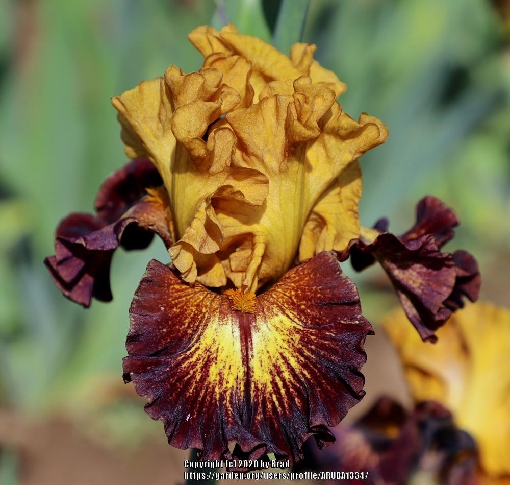 Photo of Tall Bearded Iris (Iris 'Tamale Time') uploaded by ARUBA1334