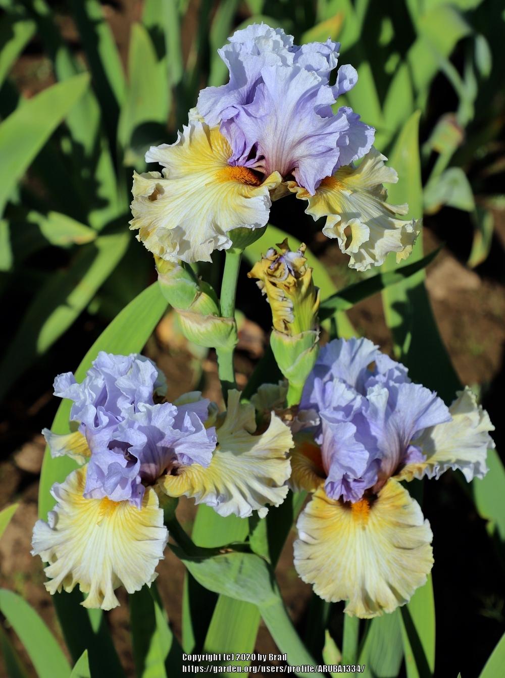 Photo of Tall Bearded Iris (Iris 'Collusion') uploaded by ARUBA1334