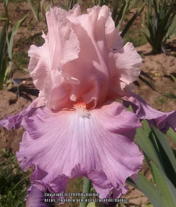 Photo of Tall Bearded Iris (Iris 'Bon Appetit') uploaded by Barbie
