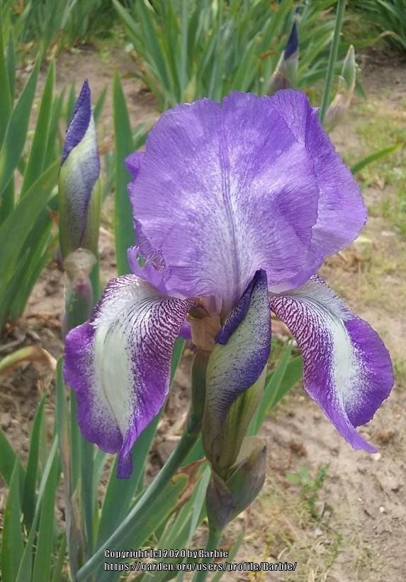 Photo of Tall Bearded Iris (Iris 'Blue Shimmer') uploaded by Barbie