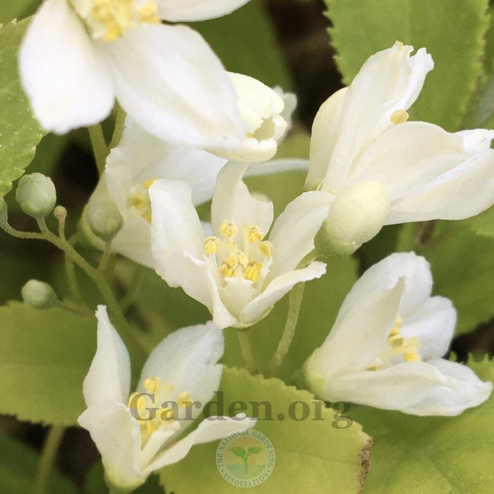 Photo of Slender Deutzia (Deutzia gracilis 'Nikko') uploaded by BlueOddish