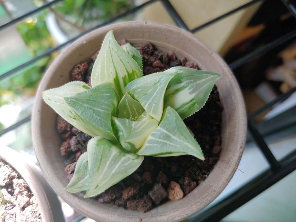 Photo of Haworthia magnifica uploaded by CatKitty