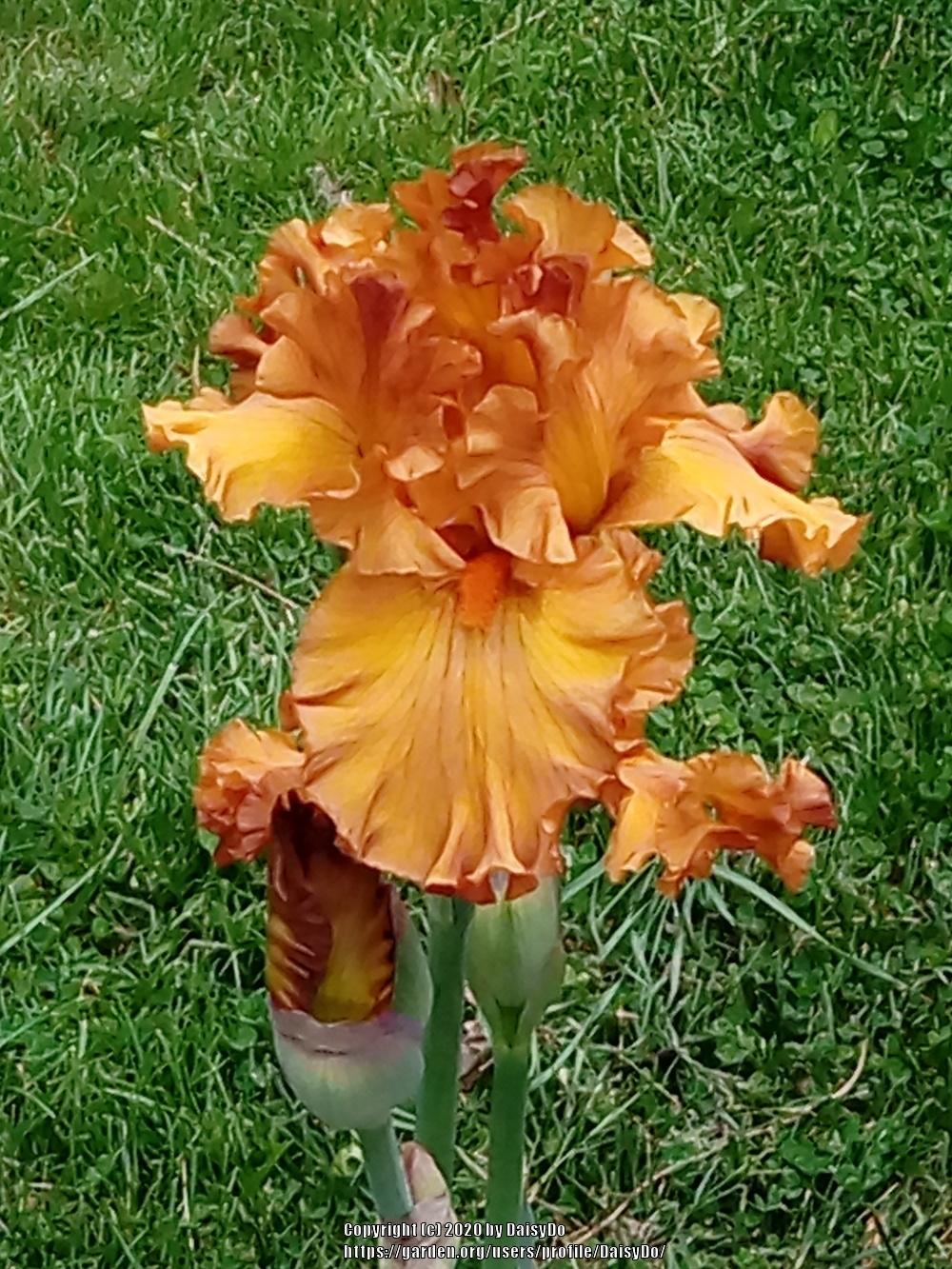 Photo of Tall Bearded Iris (Iris 'Golden Panther') uploaded by DaisyDo