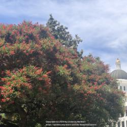 Location: Capitol Park, Sacramento,CA
Date: 2020-05-24
The largest of three specimens growing at the state capitols park