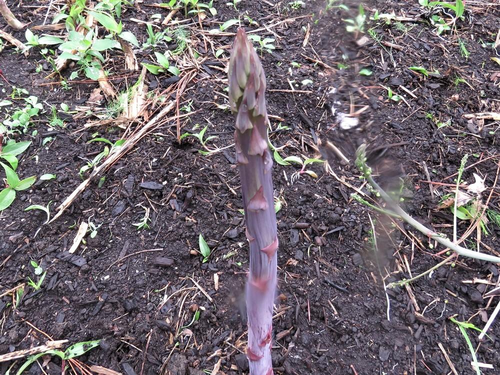 Photo of Asparagus officinalis 'Pacific Purple' uploaded by KentPfeiffer
