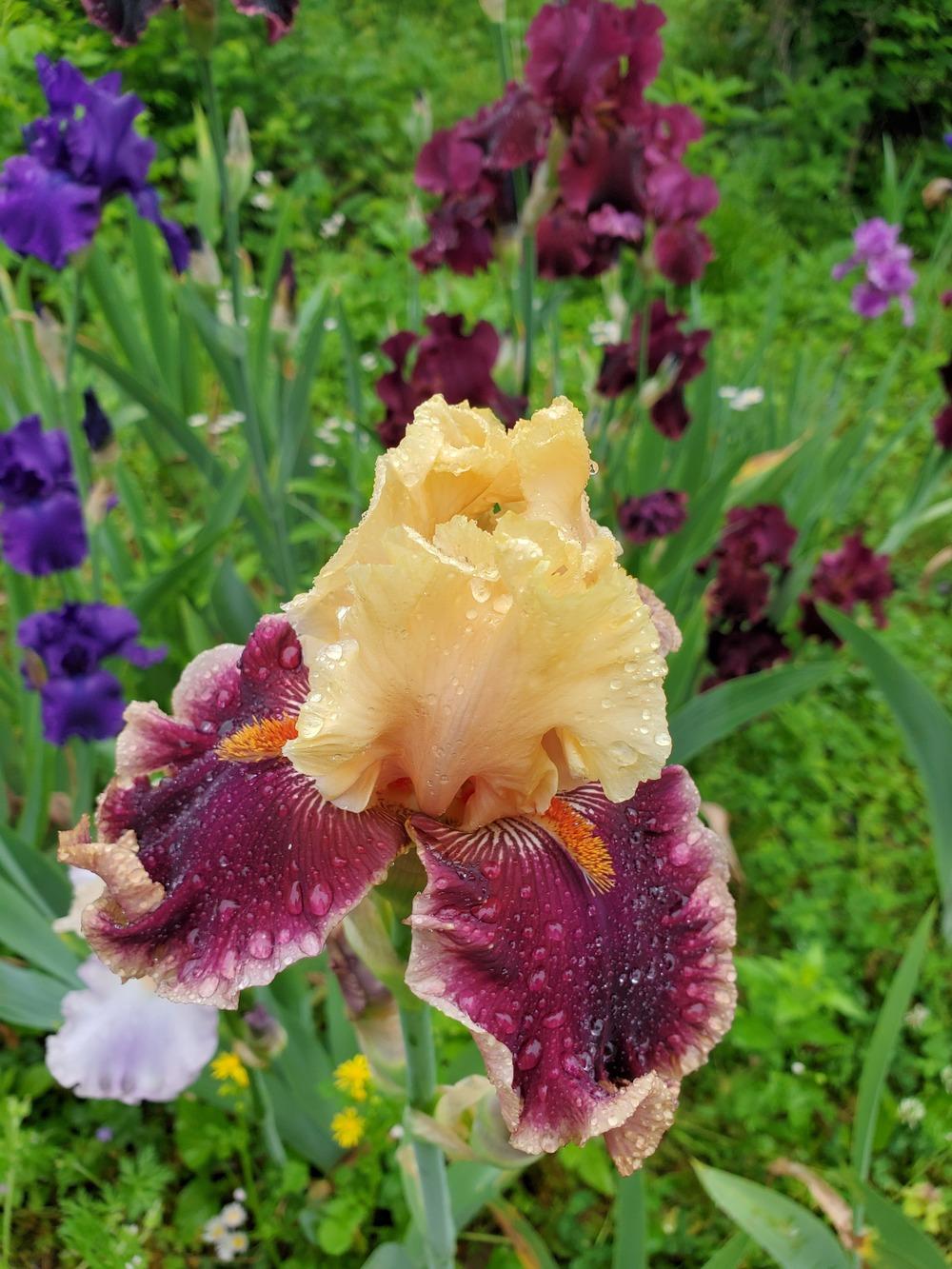 Photo of Tall Bearded Iris (Iris 'Decadence') uploaded by KyDeltaD