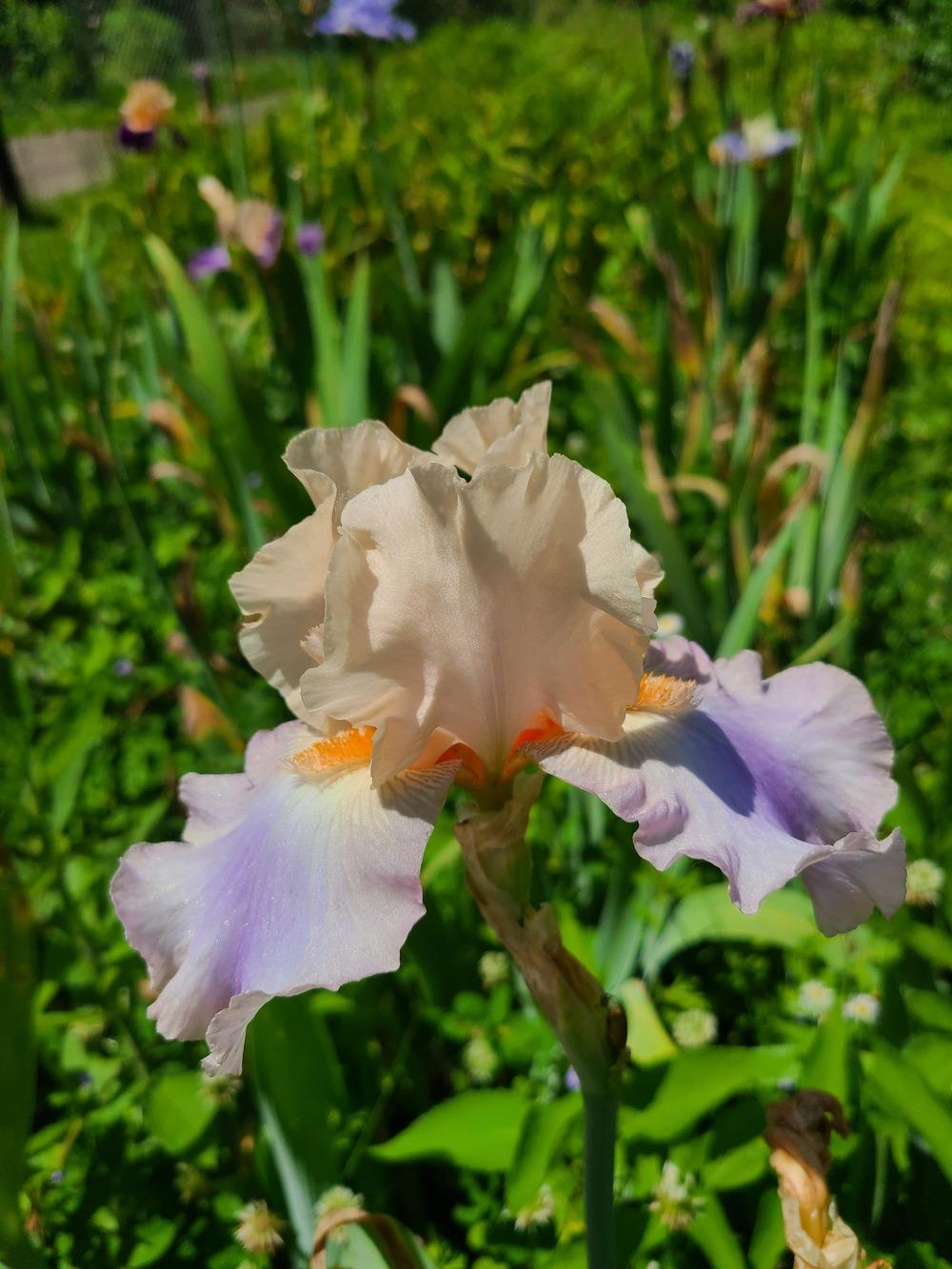 Photo of Tall Bearded Iris (Iris 'Parisian Dawn') uploaded by KyDeltaD