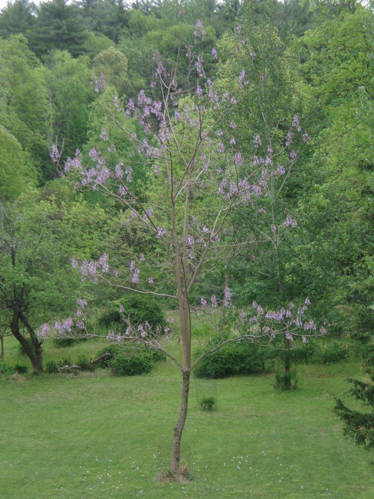 Photo of Empress Tree (Paulownia tomentosa) uploaded by MoonShadows