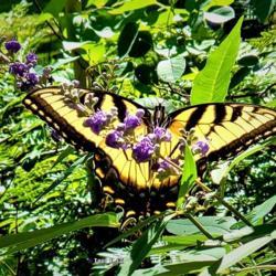 Location: Thomasville, GA USA
Date: 2020-05-19
I met this female Eastern #Tiger #Swallowtail #butterfly feasting