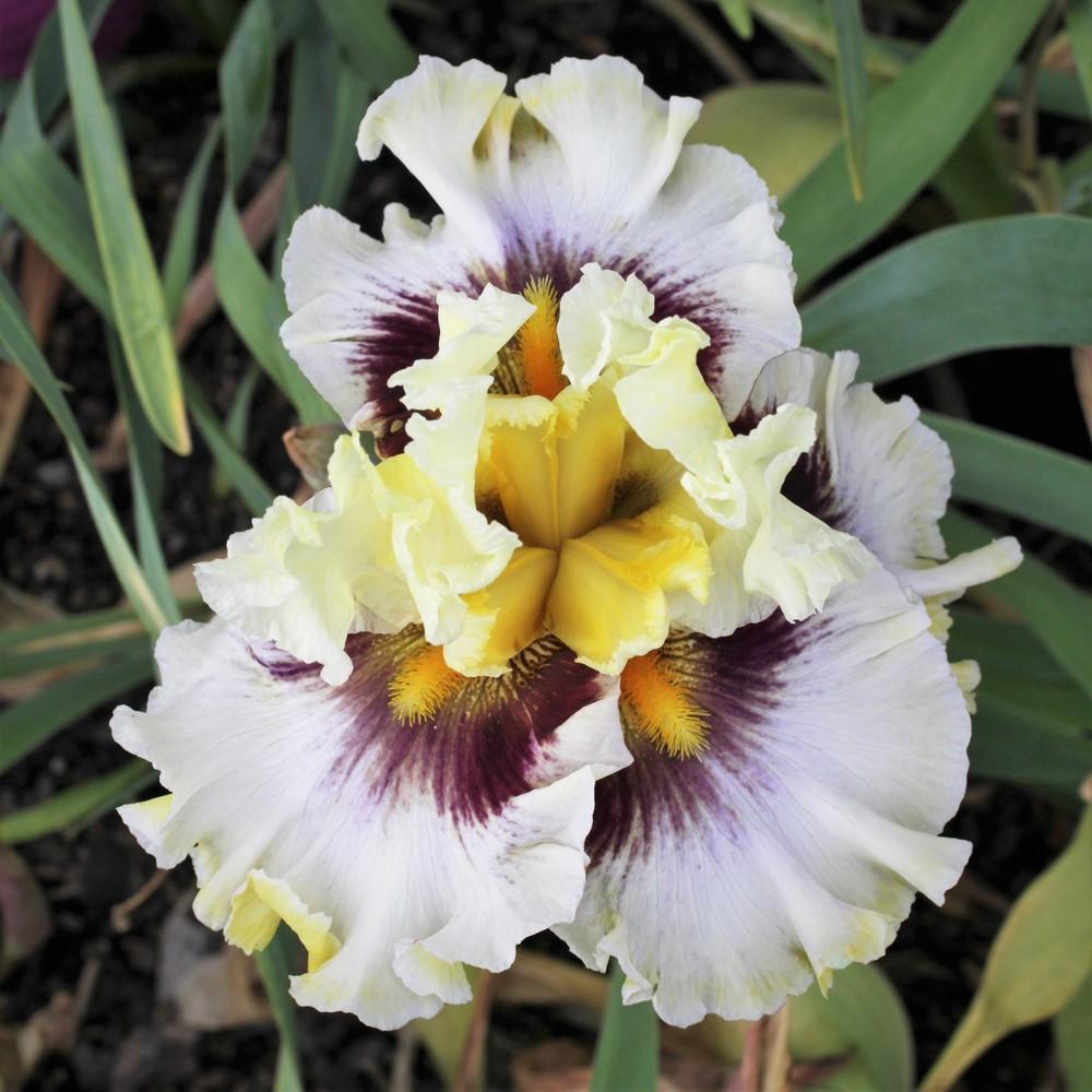 Photo of Tall Bearded Iris (Iris 'Truth or Dare') uploaded by cinvasko