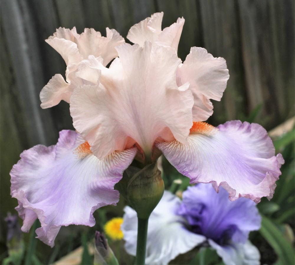 Photo of Tall Bearded Iris (Iris 'Celebration Song') uploaded by cinvasko
