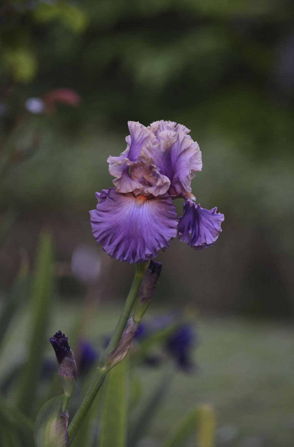 Photo of Tall Bearded Iris (Iris 'Photogenic') uploaded by cliftoncat