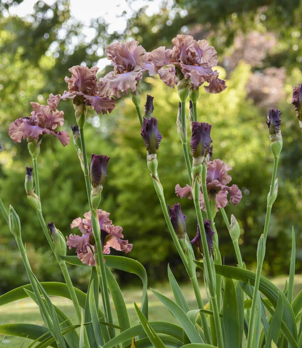 Photo of Tall Bearded Iris (Iris 'Love Actually') uploaded by cliftoncat