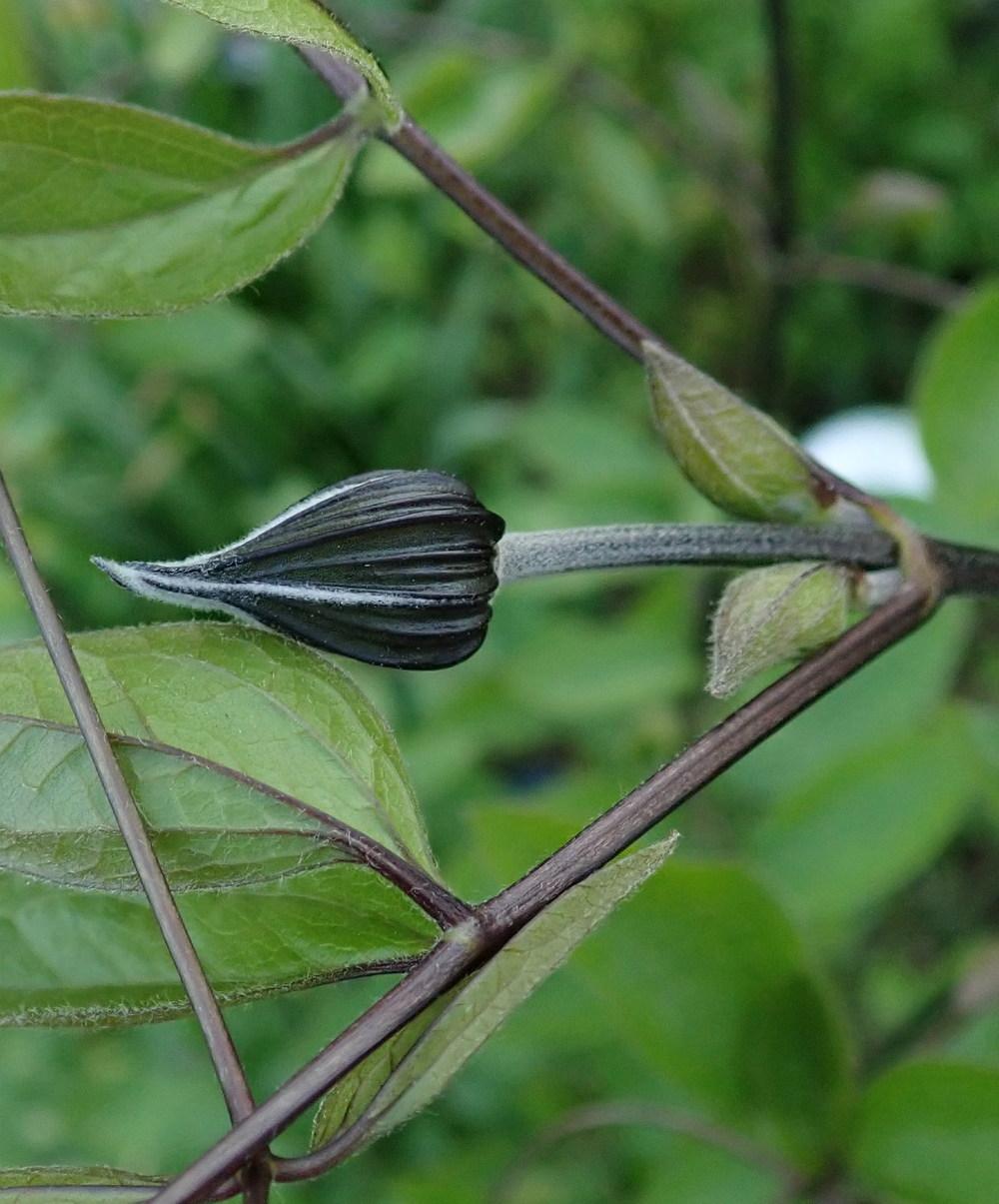 Photo of Clematis 'Roguchi' uploaded by gardengus
