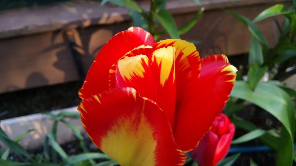 Photo of Darwin Tulip (Tulipa 'Banja Luka') uploaded by joannakat