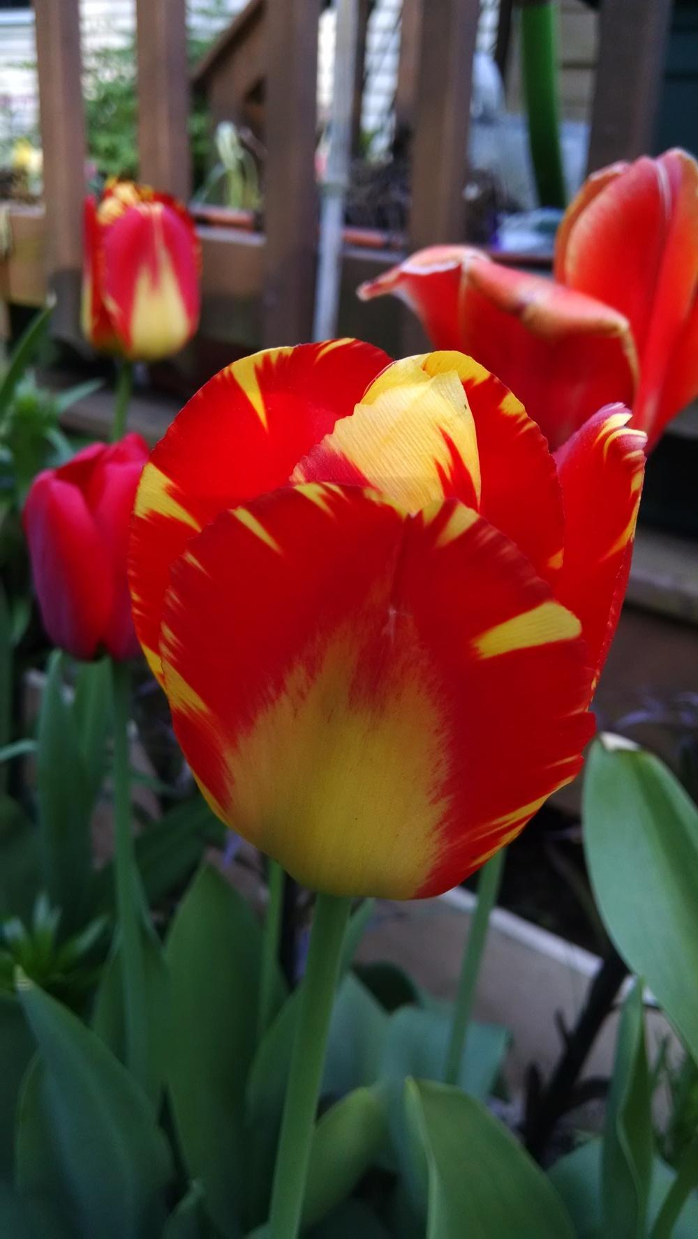 Photo of Darwin Tulip (Tulipa 'Banja Luka') uploaded by joannakat