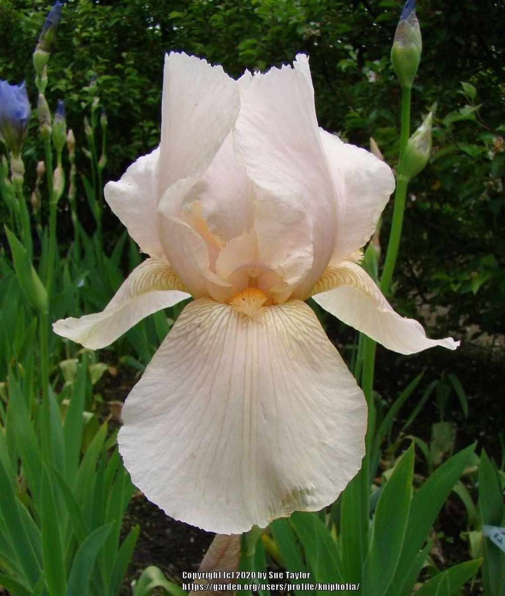 Photo of Tall Bearded Iris (Iris 'Pink Cameo') uploaded by kniphofia