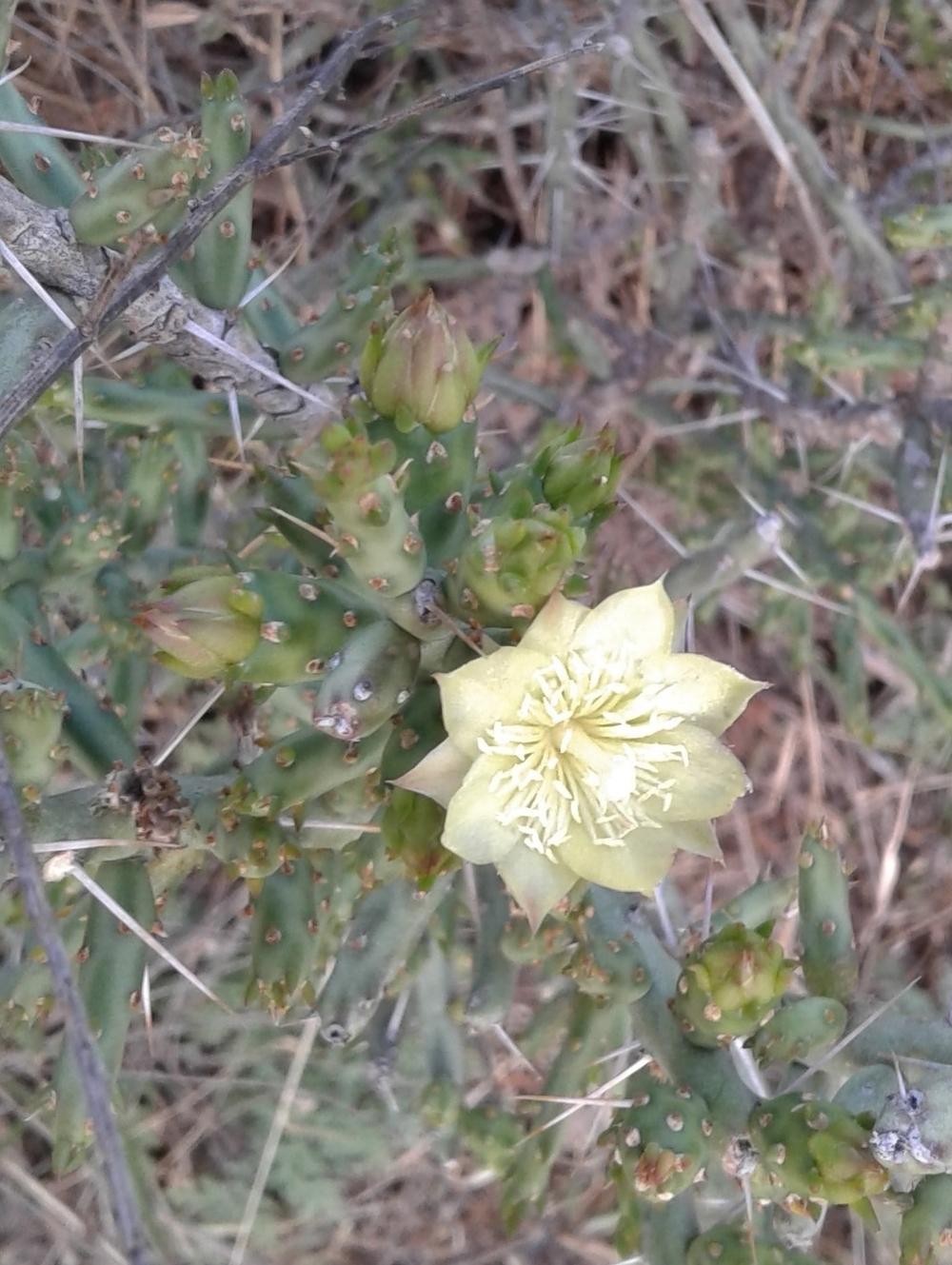 Photo of Desert Christmas Cactus (Cylindropuntia leptocaulis) uploaded by needrain