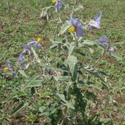 Location: north central Texas
Date: 2020-05-25
Noxious plant on range land