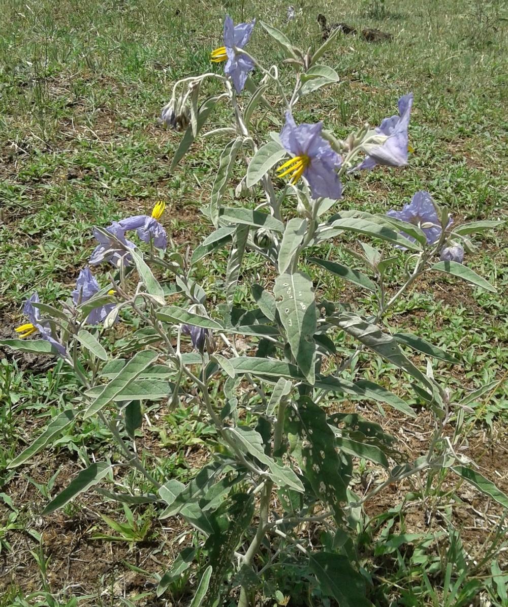 Photo of Silverleaf Nightshade (Solanum elaeagnifolium) uploaded by needrain