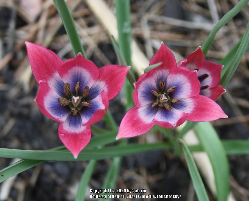 Photo of Species Hybrid Tulip (Tulipa 'Little Beauty') uploaded by touchofsky
