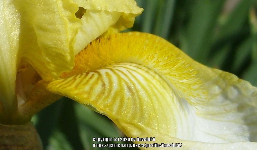 Photo of Tall Bearded Iris (Iris 'Doré') uploaded by DaveinPA