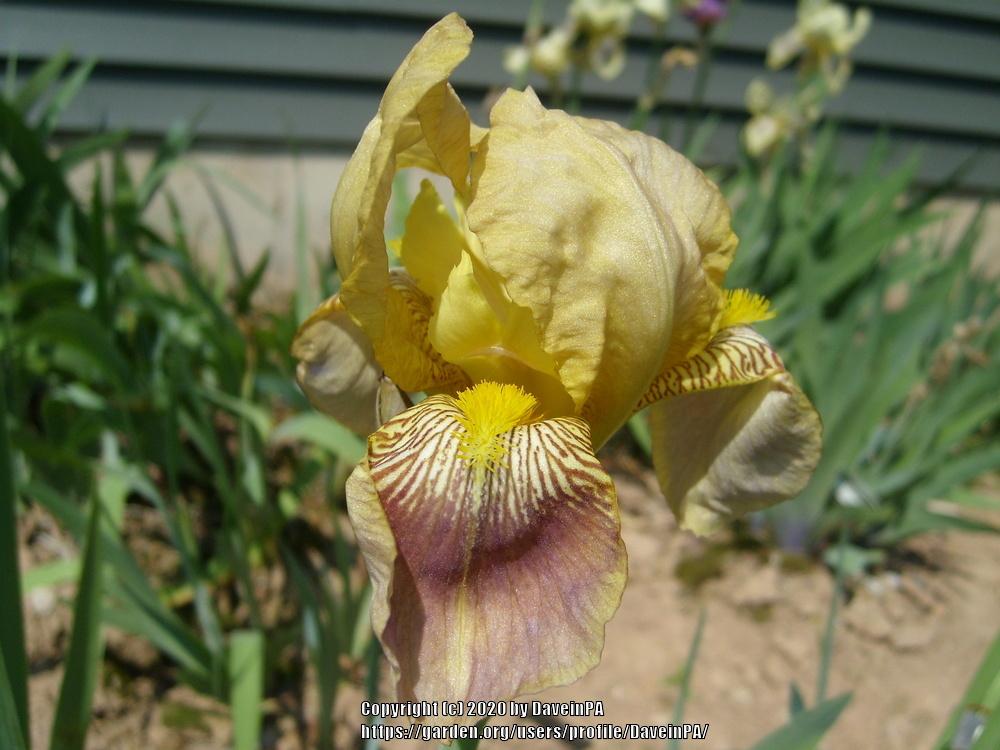 Photo of Tall Bearded Iris (Iris 'Largo') uploaded by DaveinPA