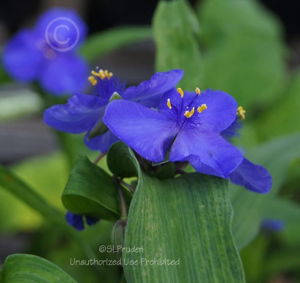 Photo of Spiderwort (Tradescantia 'Isis') uploaded by DaylilySLP