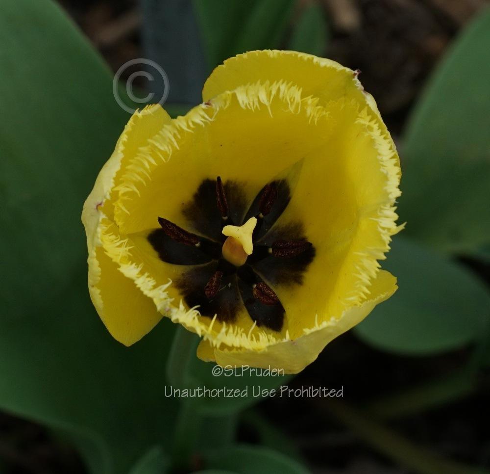 Photo of Fringed Tulip (Tulipa 'Fringed Elegance') uploaded by DaylilySLP