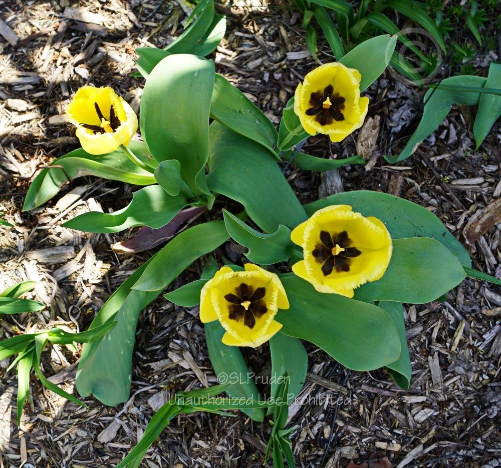Photo of Fringed Tulip (Tulipa 'Fringed Elegance') uploaded by DaylilySLP