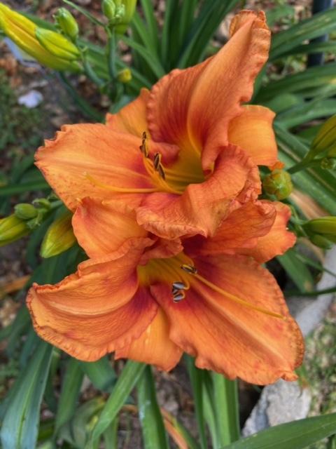 Photo of Daylily (Hemerocallis 'Leebea Orange Crush') uploaded by DougSoCal