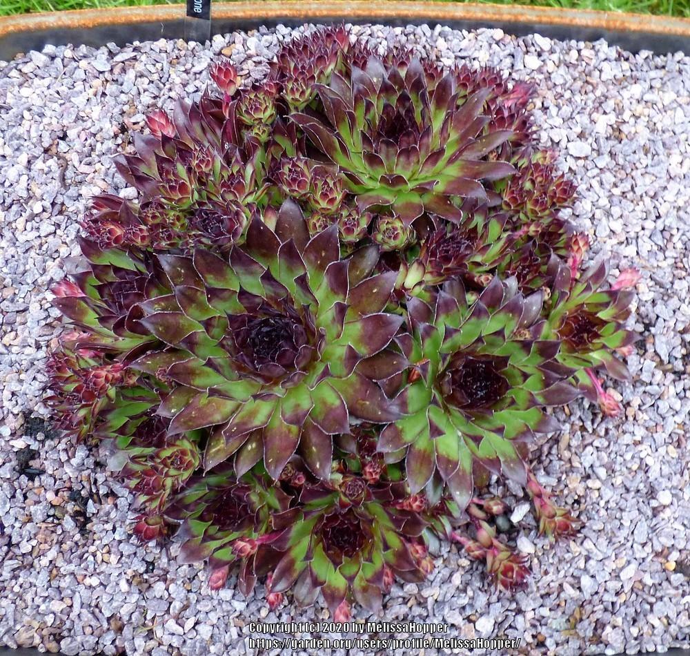Photo of Hen and Chicks (Sempervivum 'Pine Cone') uploaded by MelissaHopper